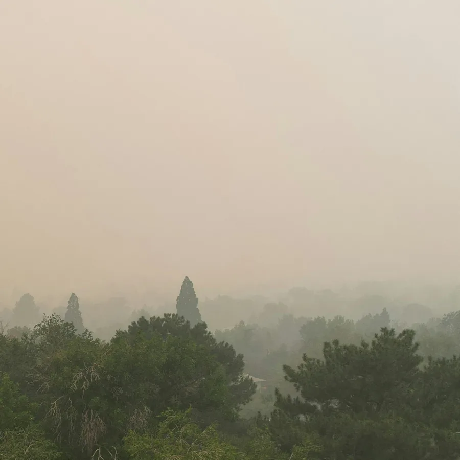 Paisaje boscoso ahogado en humo, cielo ocre y sin horizonte