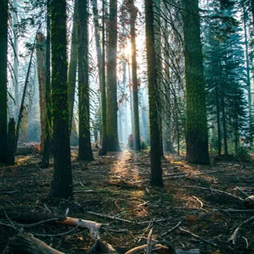 Woodland crossed by sunlight between the trunks