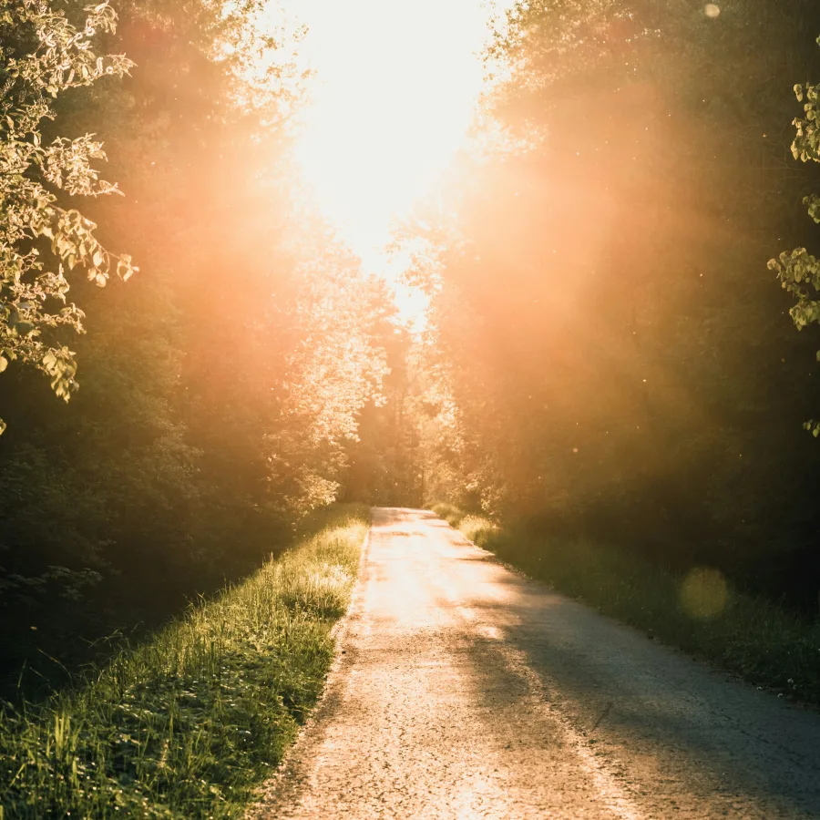 A country path lit by the sun, the mist lifting
