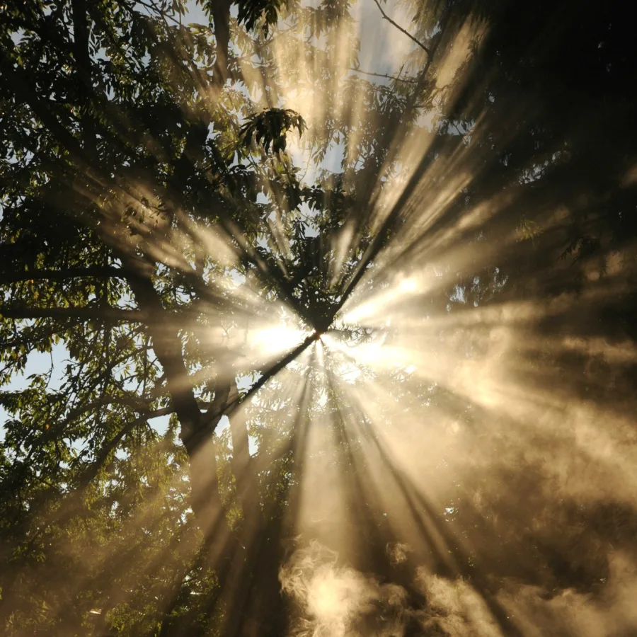 Sunlight streaming through the foliage of a tree in the early morning