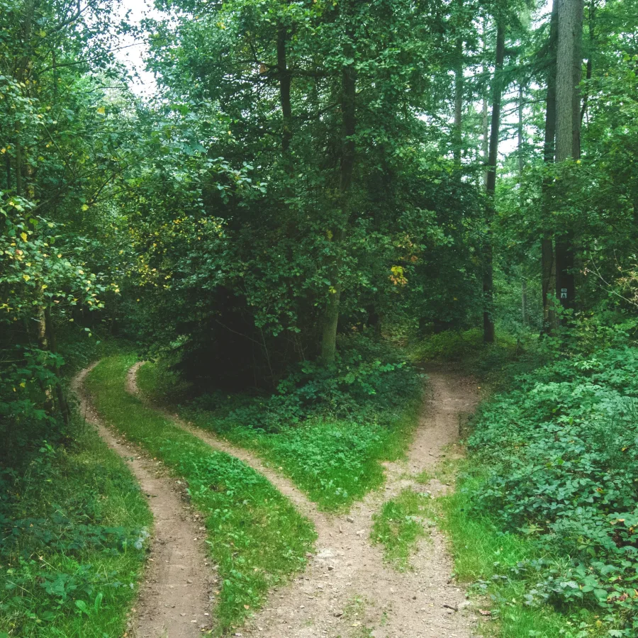 A dirt path forking in two through a summer forest