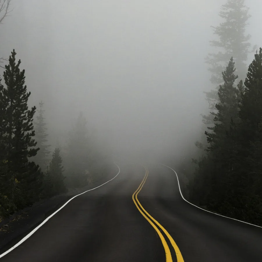 A forest road disappearing into fog between the pines