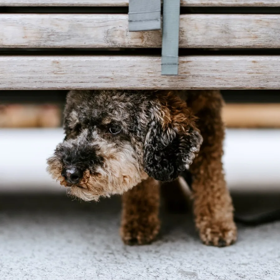 Perrito escondido bajo un banco de madera, con el hocico asomando