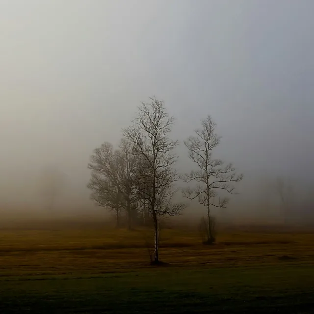 Bare trees in the mist, melancholy mood