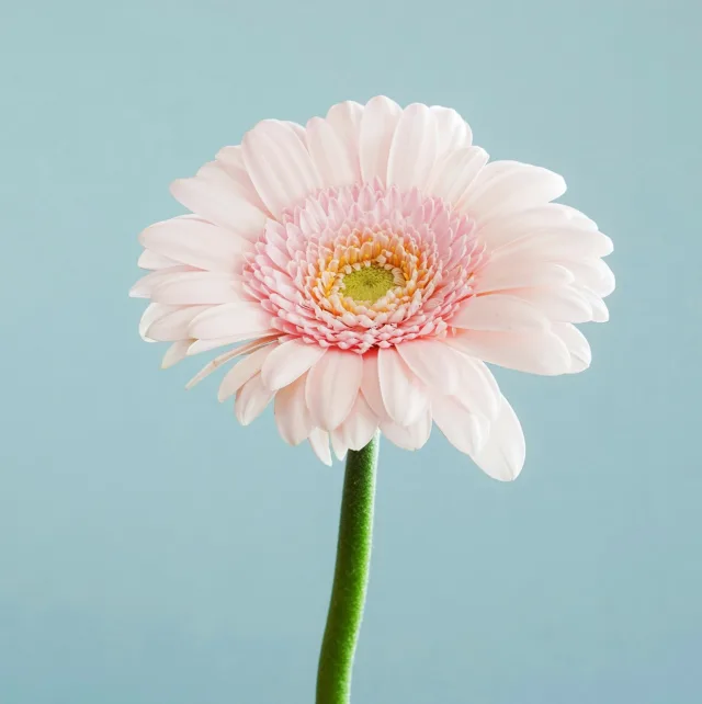 Pale pink gerbera on a light blue background