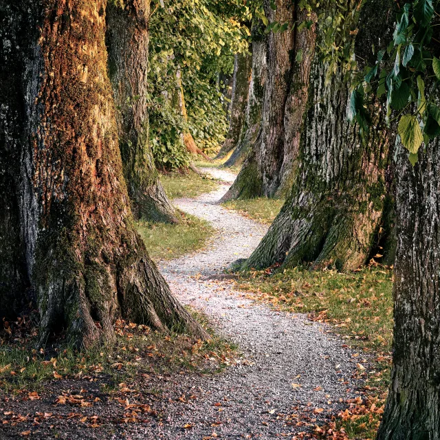 Sentier de terre serpentant entre de grands arbres, en automne