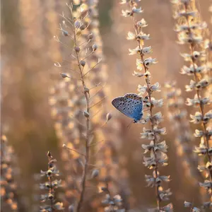 Eco-anxiety: How Hypnosis Can Help You